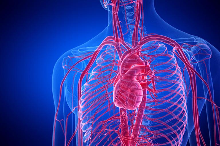 The cardiovascular system is shown through a medical rendering.
