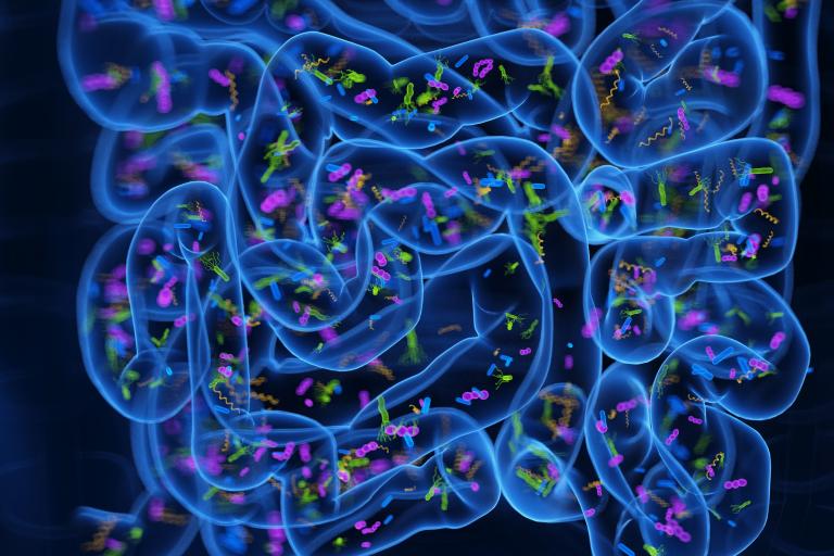 A 3D image of an intestine with different types of bacteria is shown.