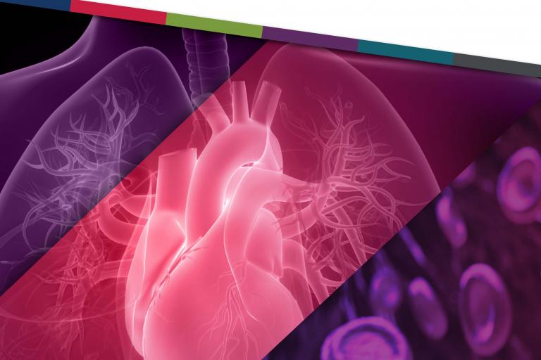 3D illustration of heart, lungs, and blood cells