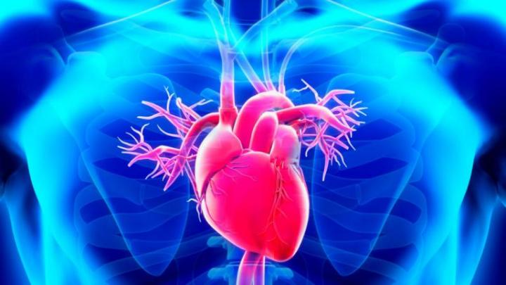 illustration of a heart inside a human chest