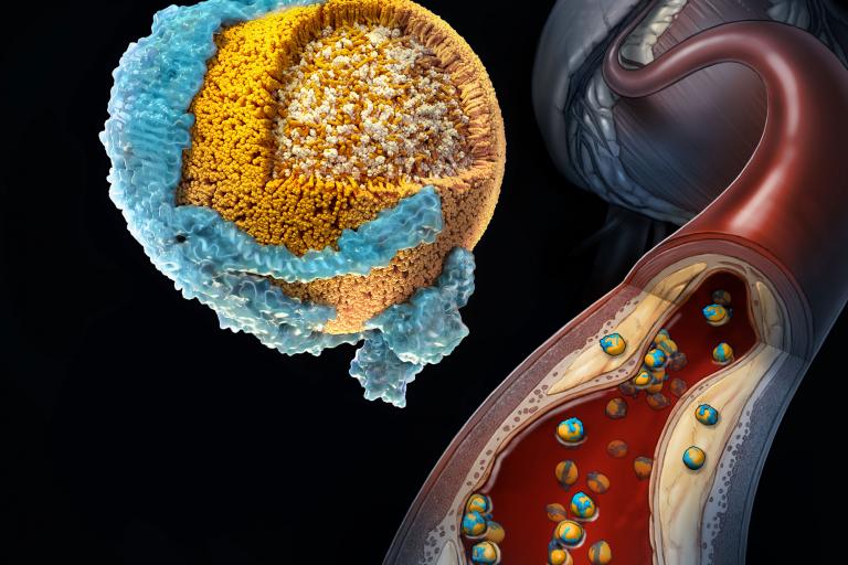 3-D rendering of a low-density lipoprotein particle next to a blood vessel