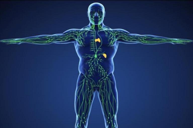 Rendered image of a translucent human body with the lymphatic system highlighted.