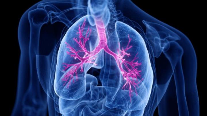 An illustration of lungs 